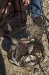 DSC_9485.NEF.jpg