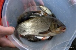 DSC_8396.NEF.jpg