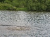 IMG_0930