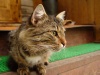 cat_from_-rsb_great_volga