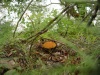 mushroom