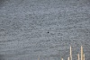 IMG_721212