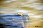 DSC_7549.NEF.jpg
