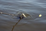 DSC_0756.jpg