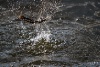 IMG_1273