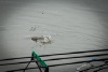 IMG_1786