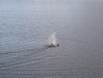 _DSC7255.jpg