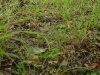 tiny_mushrooms_in_grass