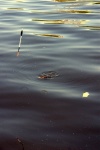 DSC_0755.jpg