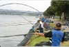 fish-11