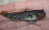 ghiozzo
