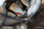 DSC_9477.NEF.jpg