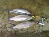 Salmo Slider GT