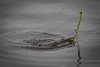 _MG_3145