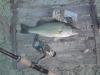 500g-bass